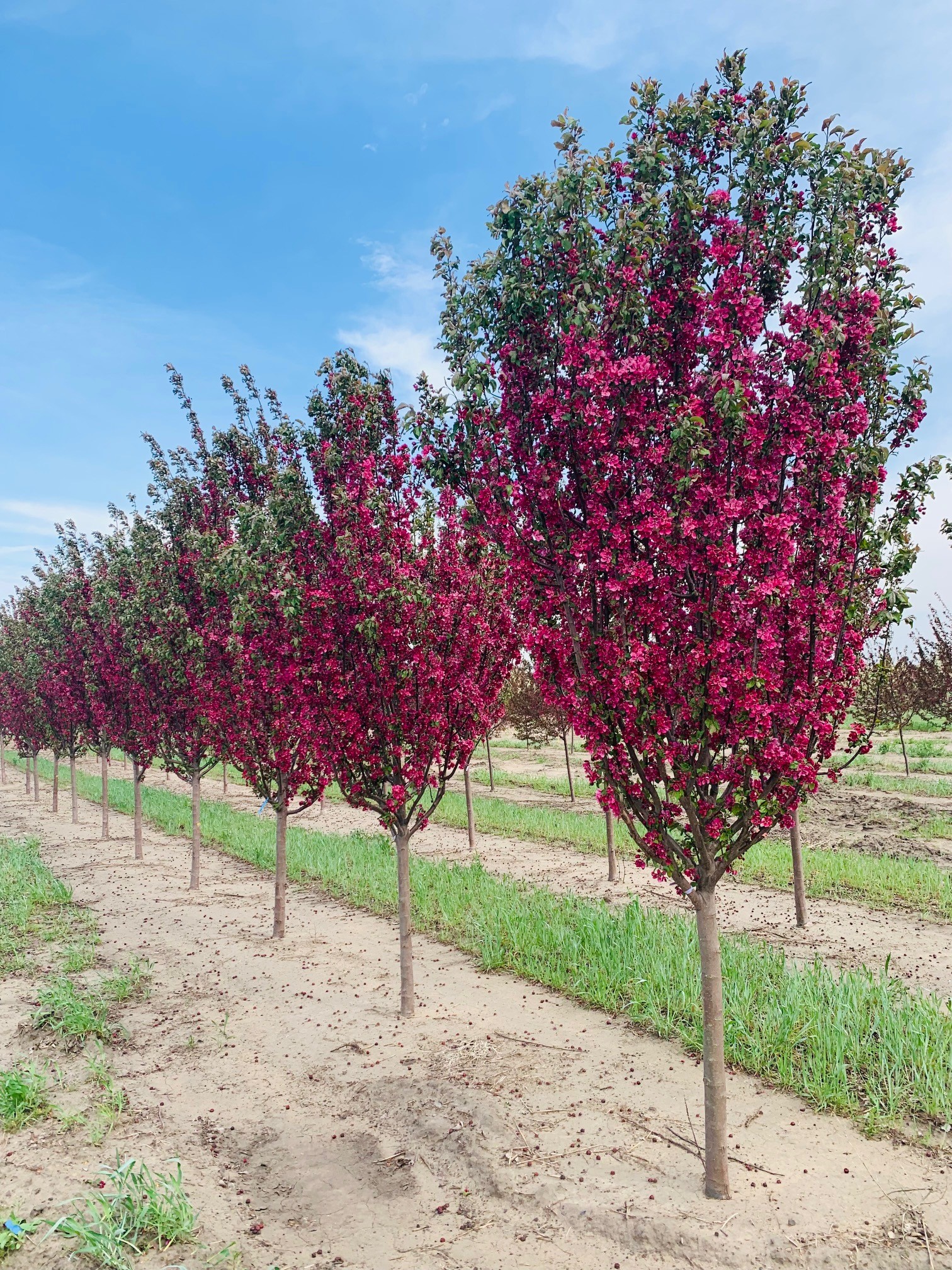 Malus Red Barron Crabapple 