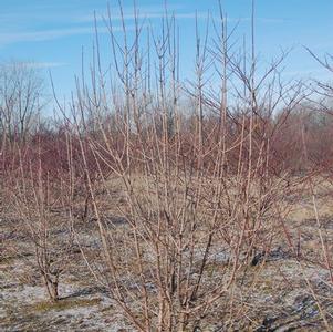 Cornus mas Cornelian Cherry Dogwood 