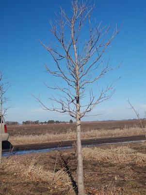 Acer campestre Hedge Maple 