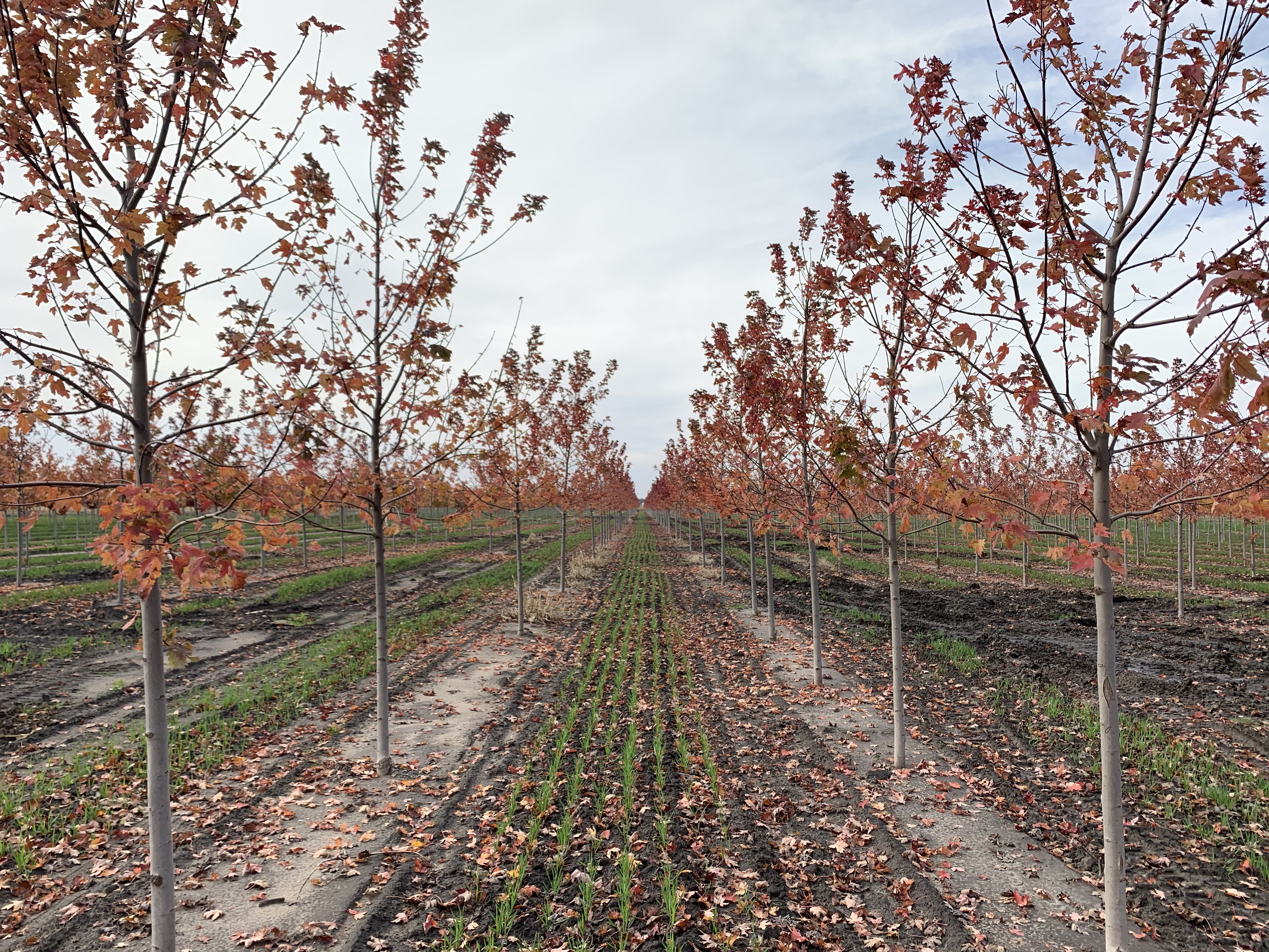 Acer freemanii 'Jeffersred' Autumn Blaze® Maple 