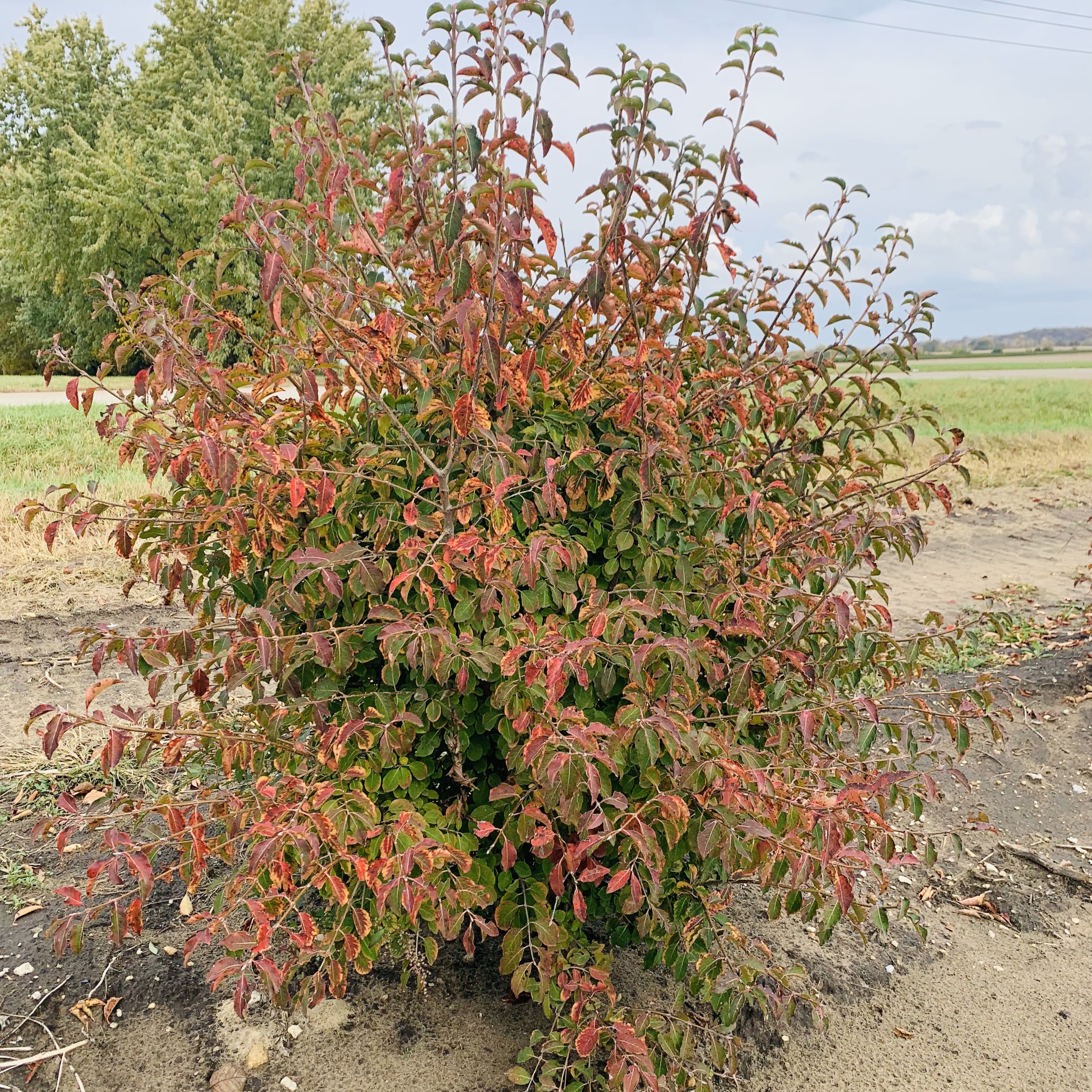 Viburnum prunifolium (Blackhaw Viburnum) 