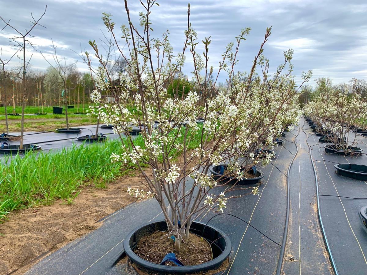 Amelanchier grandiflora Autumn Brilliance Serviceberry 