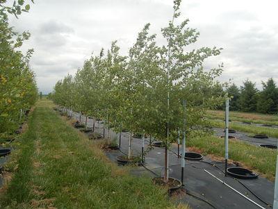 Betula nigra River Birch 