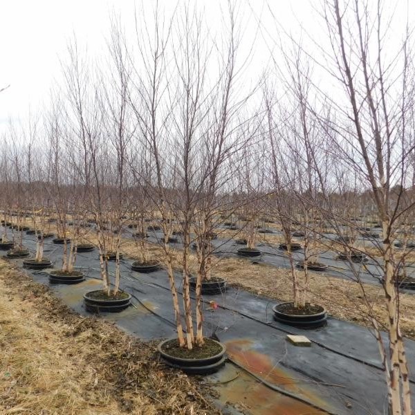 Betula nigra 'Cully' Heritage River Birch 