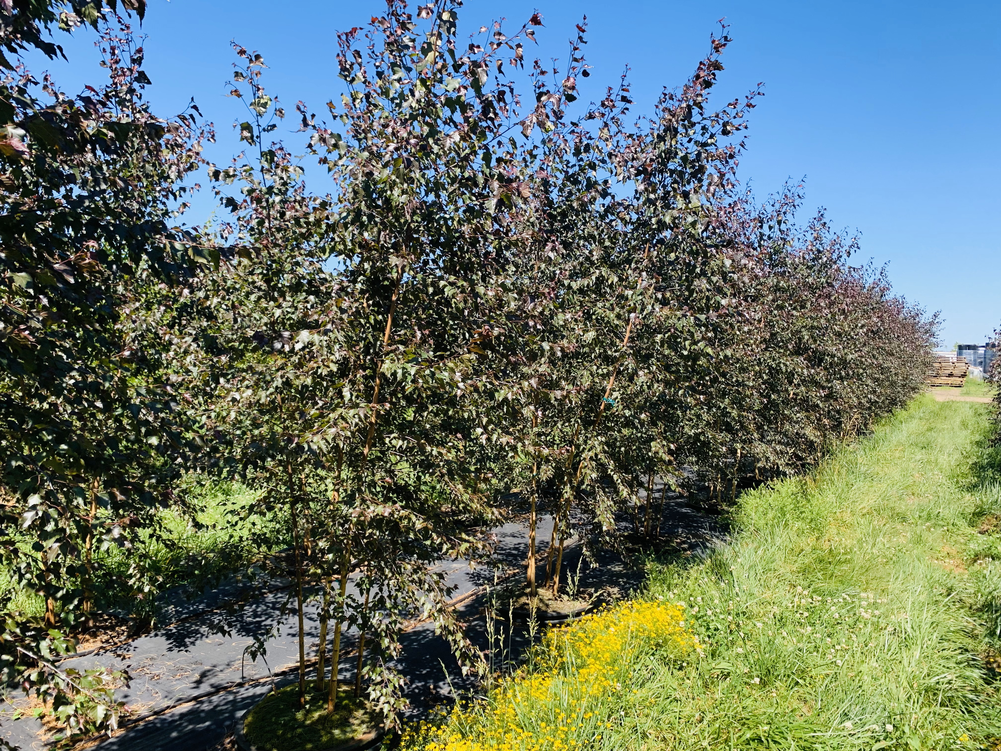 Betula pendula Royal Frost Birch 
