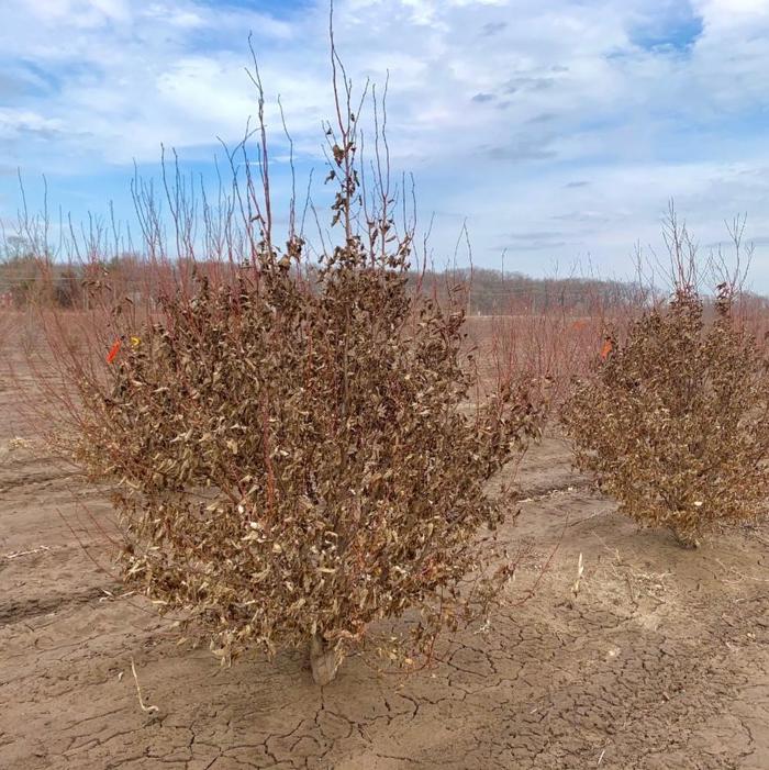 Carpinus caroliniana American Hornbeam 