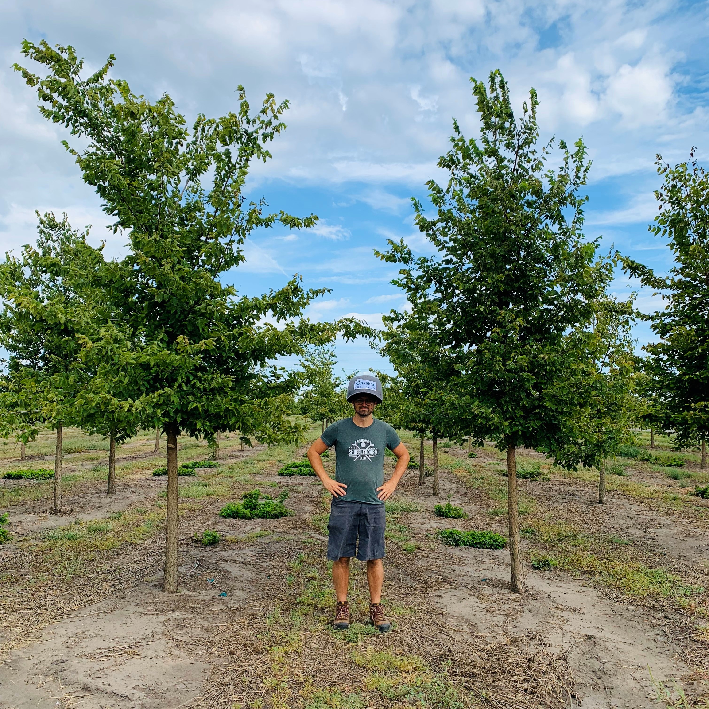 Celtis occidentalis Common Hackberry 