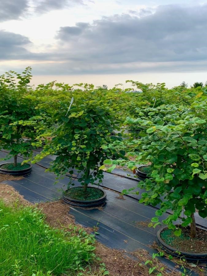 Cercis canadensis Eastern Redbud 