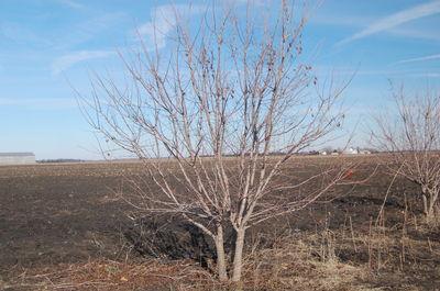 Acer ginnala 'Flame' Amur Maple 