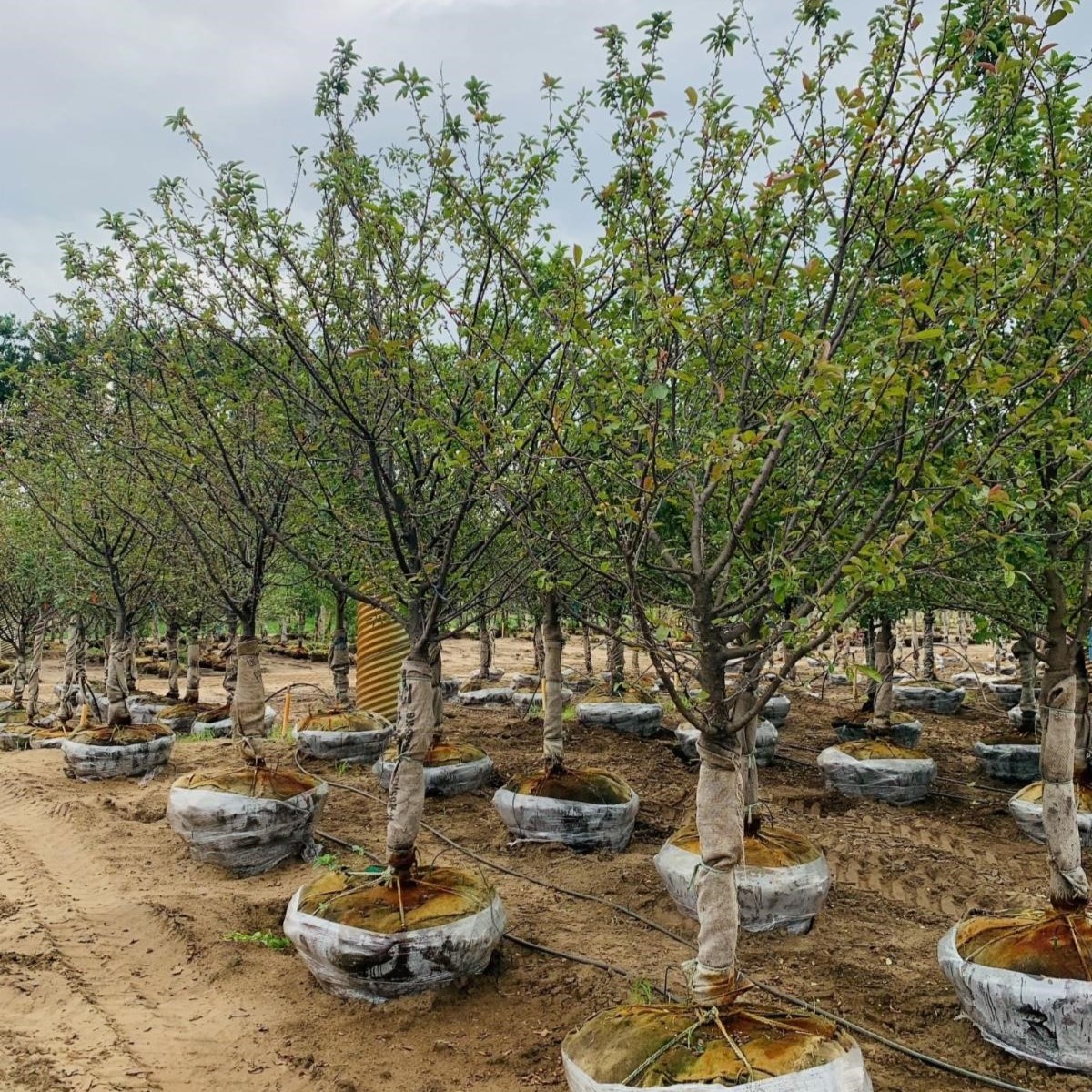 Malus Adams Crabapple 