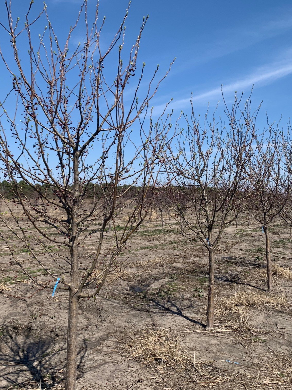 Malus Donald Wyman Crabapple 