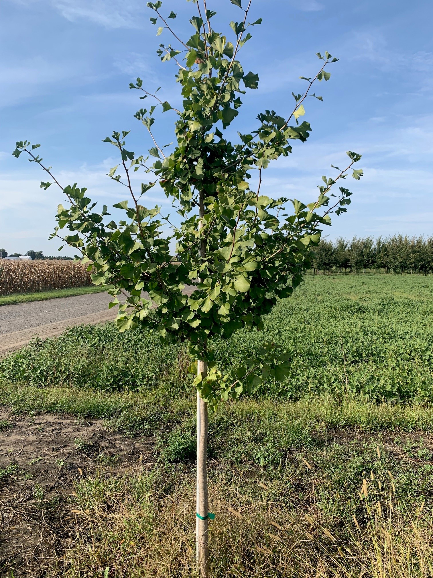 Ginkgo biloba Princeton Sentry Ginkgo 