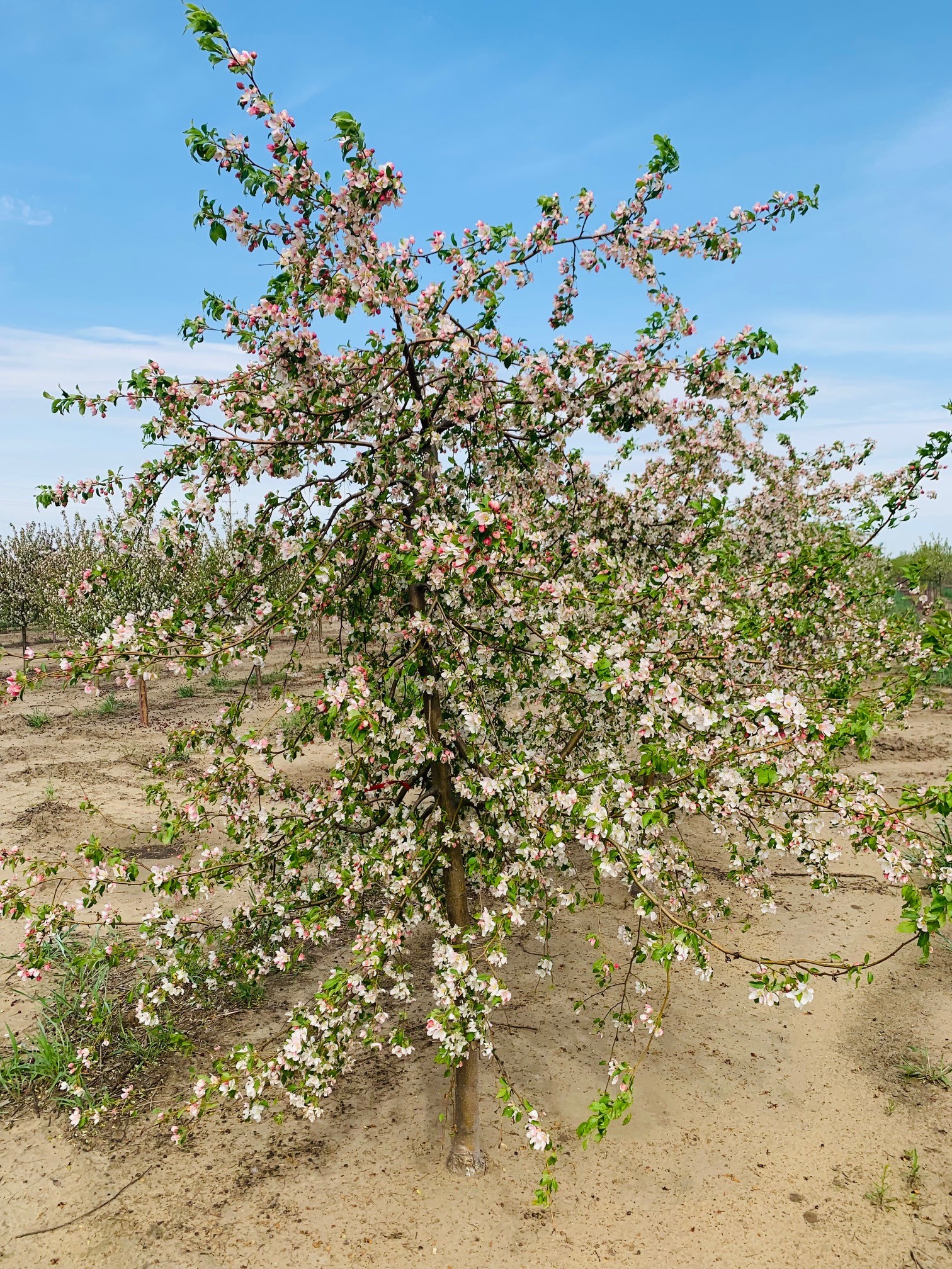 Malus Red Jade Crabapple 