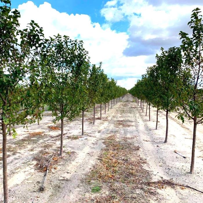 Malus Red Jewel™ Crabapple 