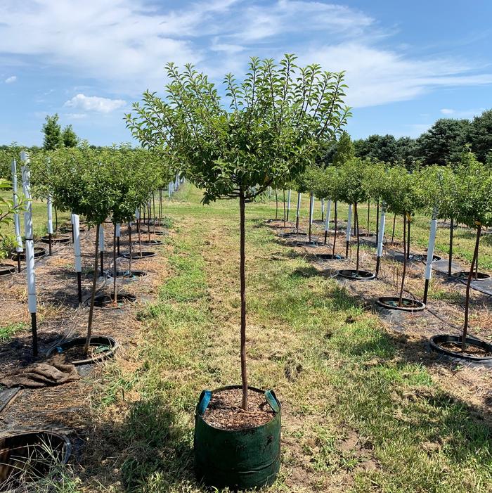 Malus 'Coralcole' Coralburst® Crabapple 