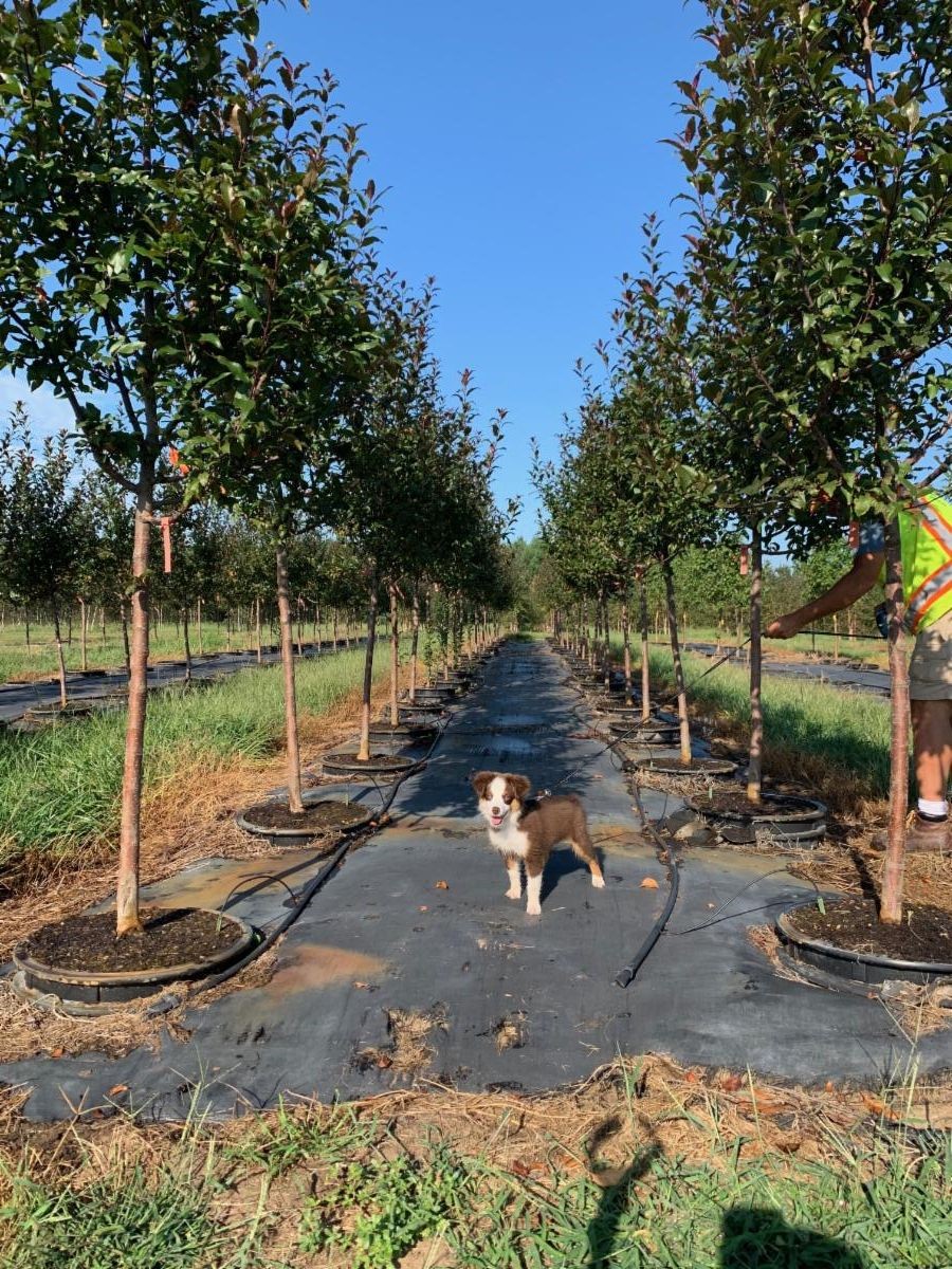 Malus Prairifire Crabapple 