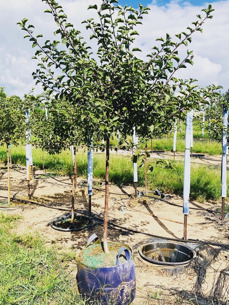 Malus sargentii 'Tina' Sargent Crabapple 