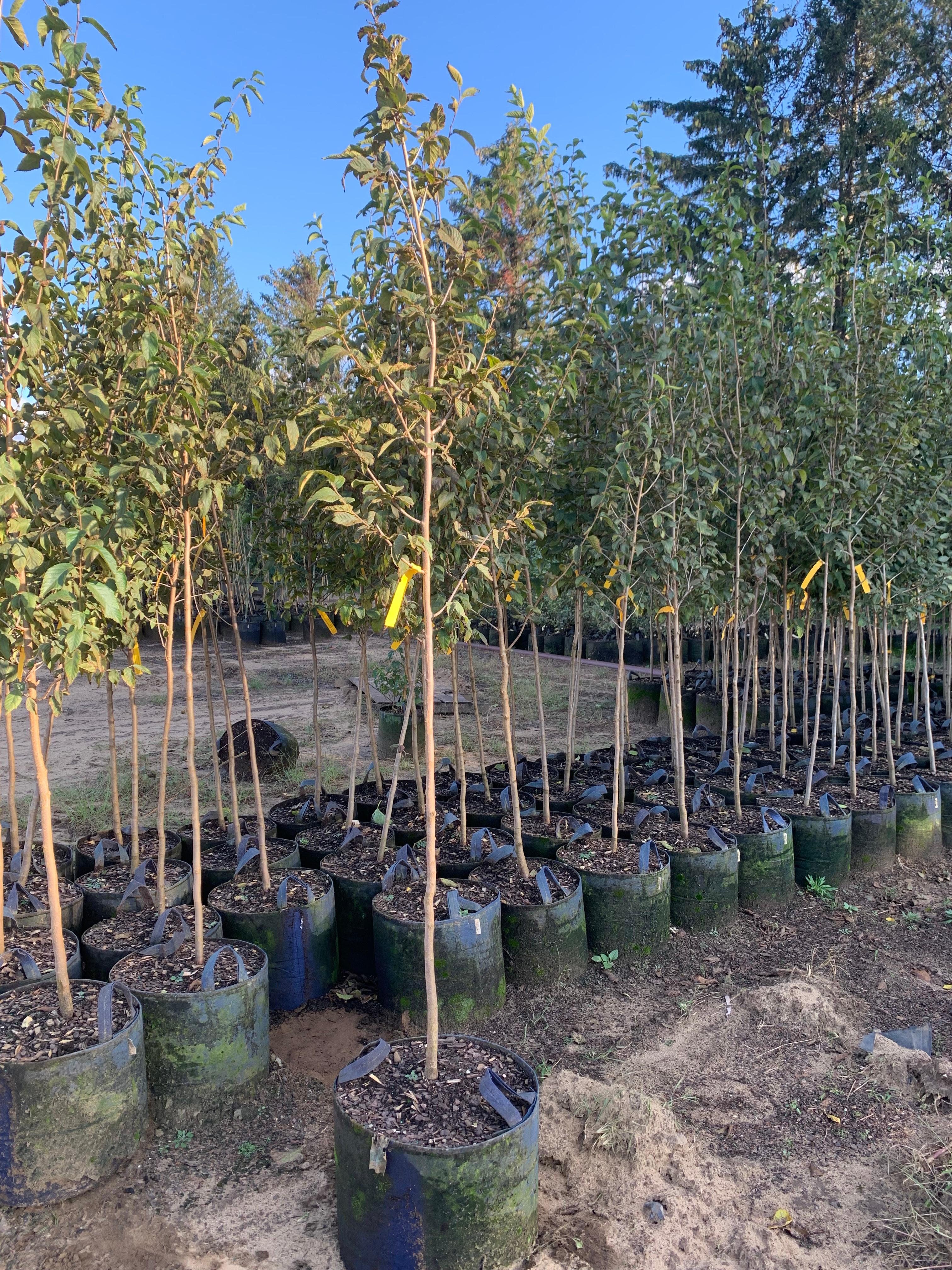 Ostrya virginiana Hophornbeam (American Ironwood) 