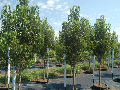 Pyrus calleryana 'Glen's Form' Chanticleer® Pear 