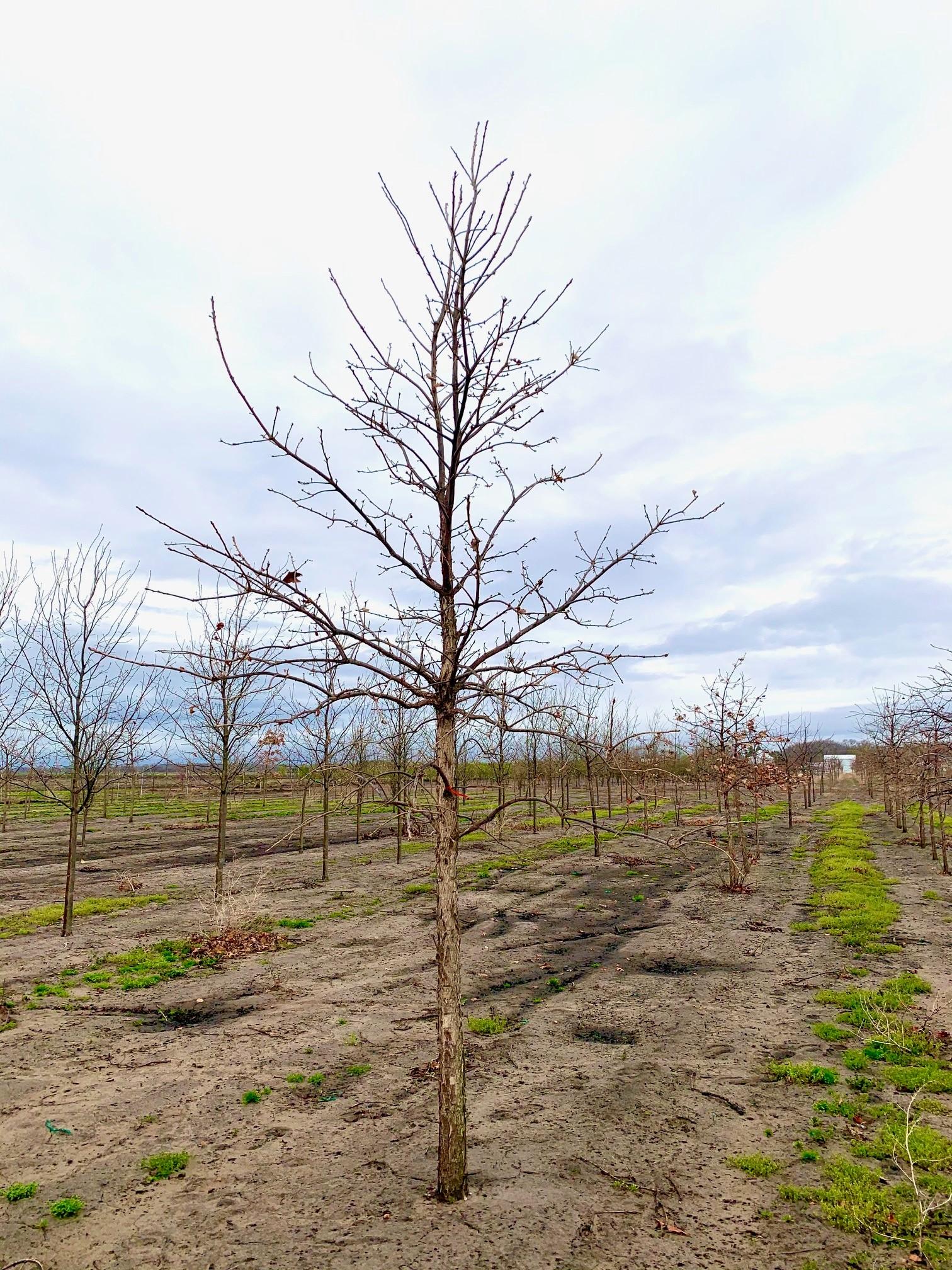 Quercus bicolor Swamp White Oak 