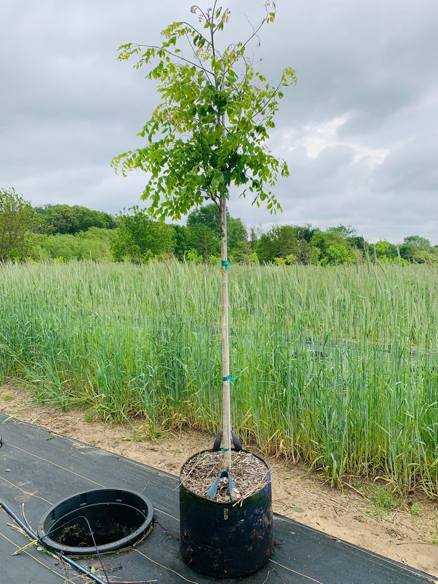 Gymnocladus dioicus Kentucky Coffeetree 