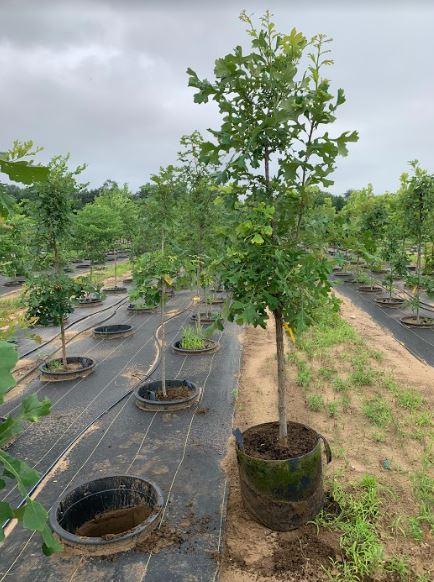 Quercus macrocarpa Bur Oak 