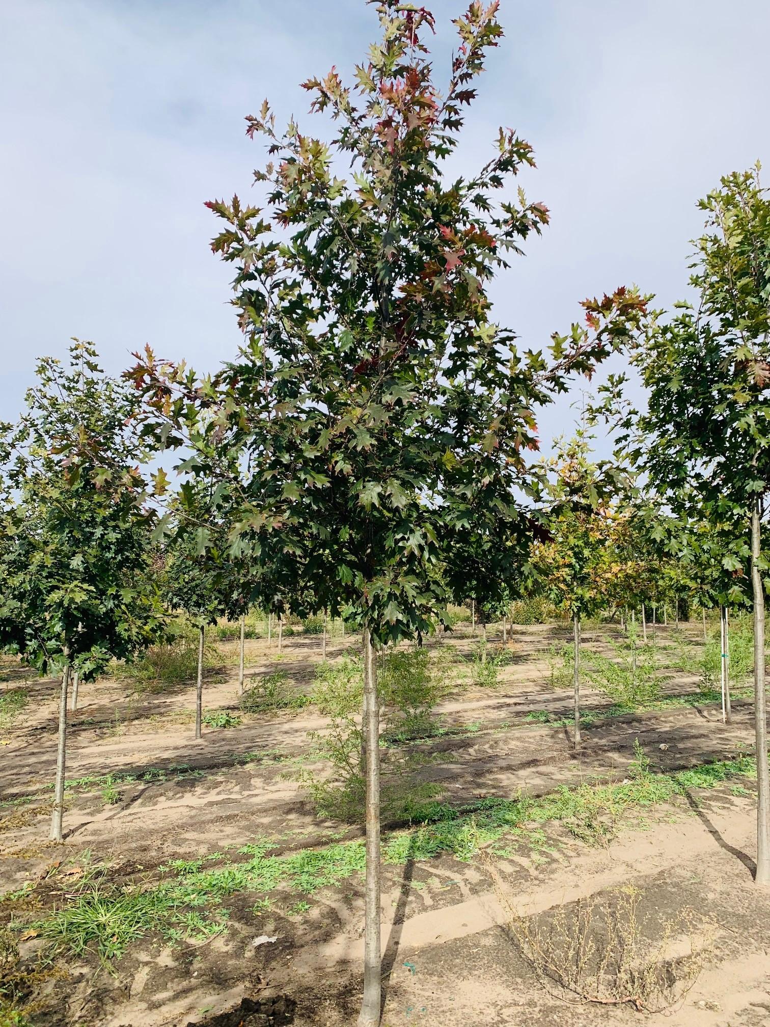 Quercus rubra Northern Red Oak 