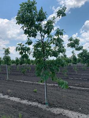 Quercus muehlenbergi Chinkapin Oak 