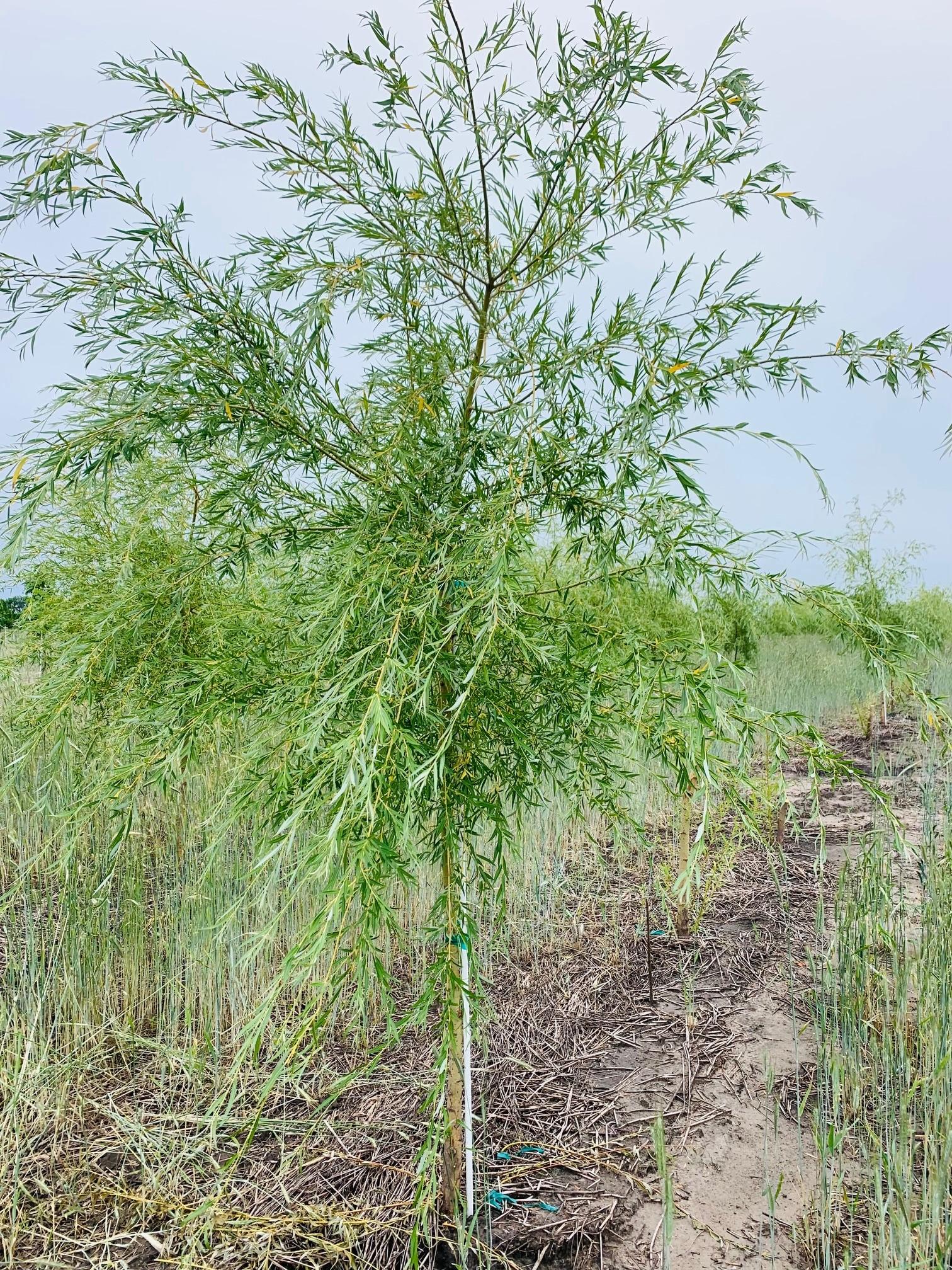 Salix alba 'Tristis' Golden Niobe Weeping Willow 