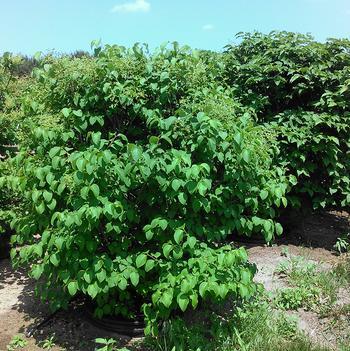 Syringa reticulata Japanese Tree Lilac 