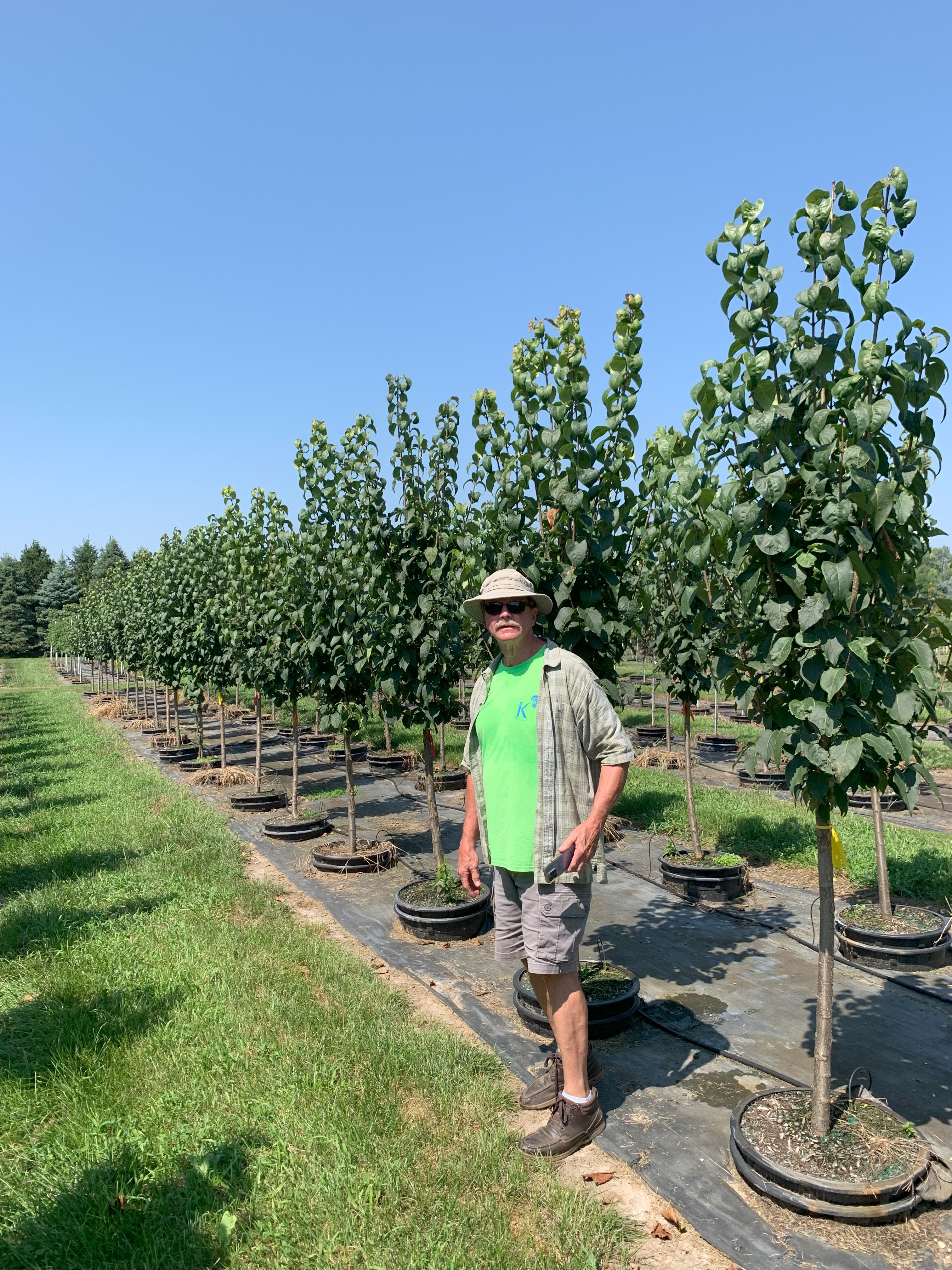 Syringa reticulata Ivory Silk® Japanese Tree Lilac 