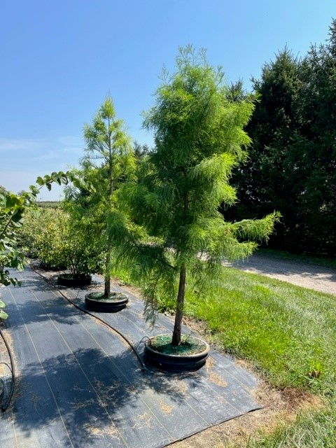 Taxodium distichum Shawnee Brave Bald Cypress 