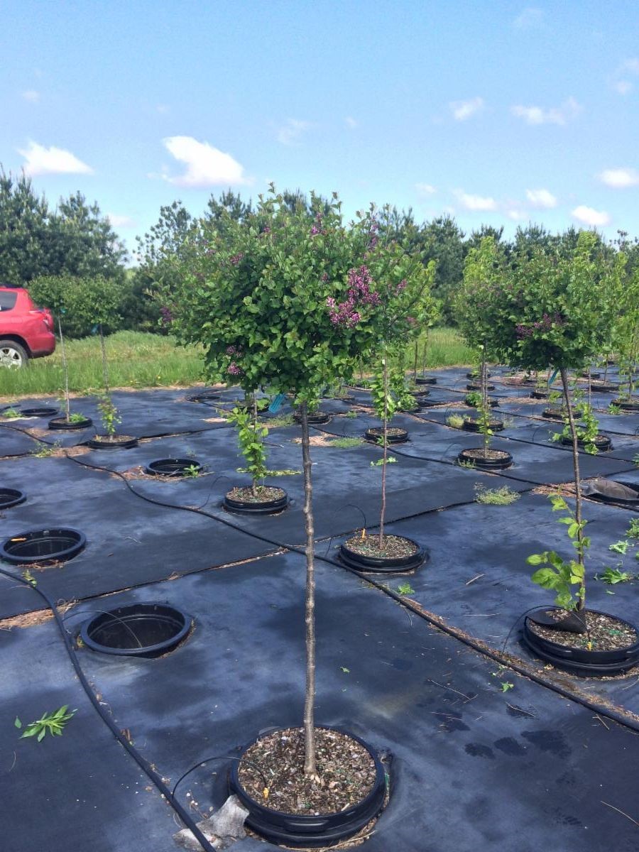 Syringa meyeri 'Palibin' Dwarf Korean Lilac Patio Tree 