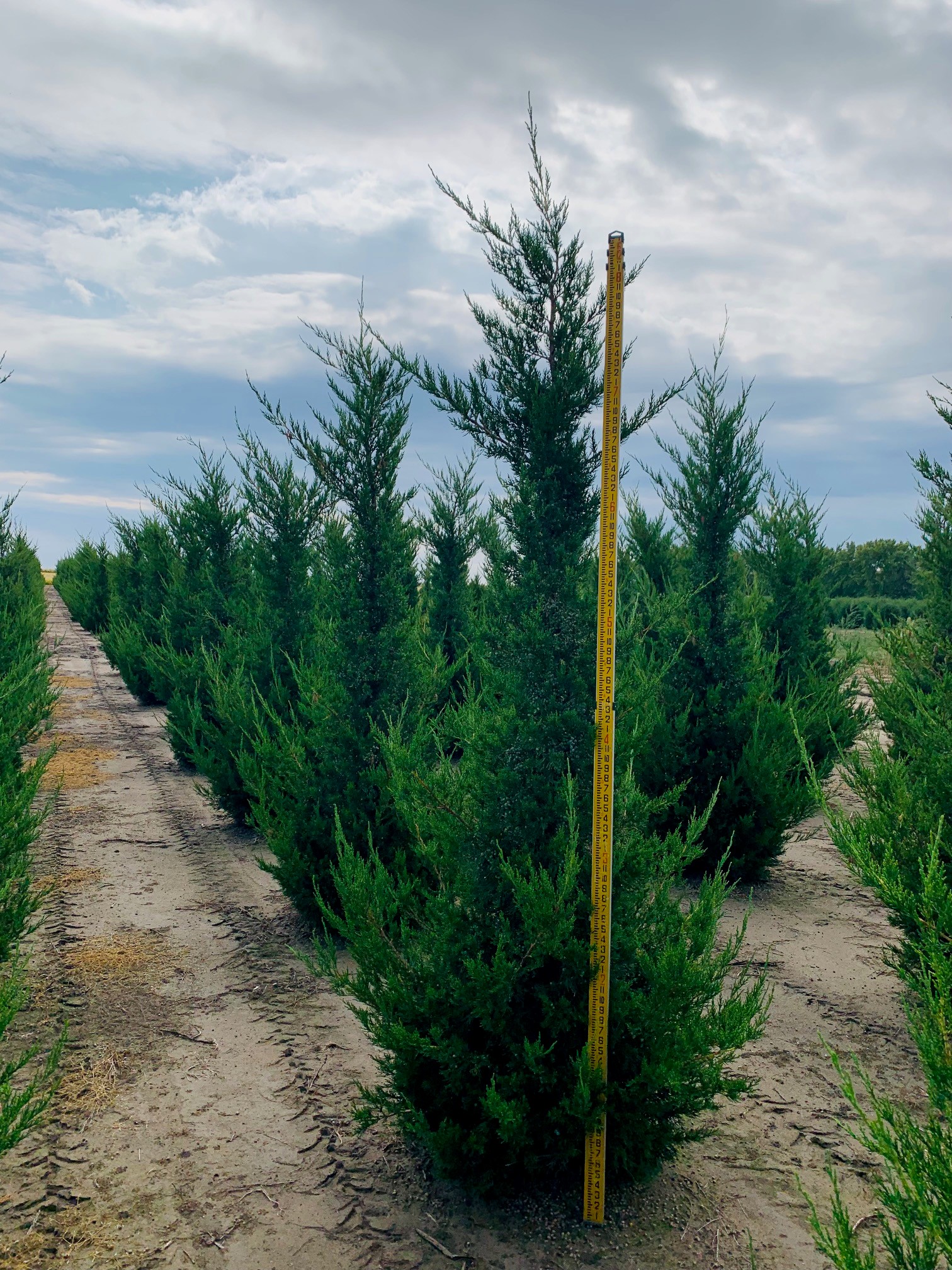 Juniperus chinensis 'Hetzii' Columnar Juniper 