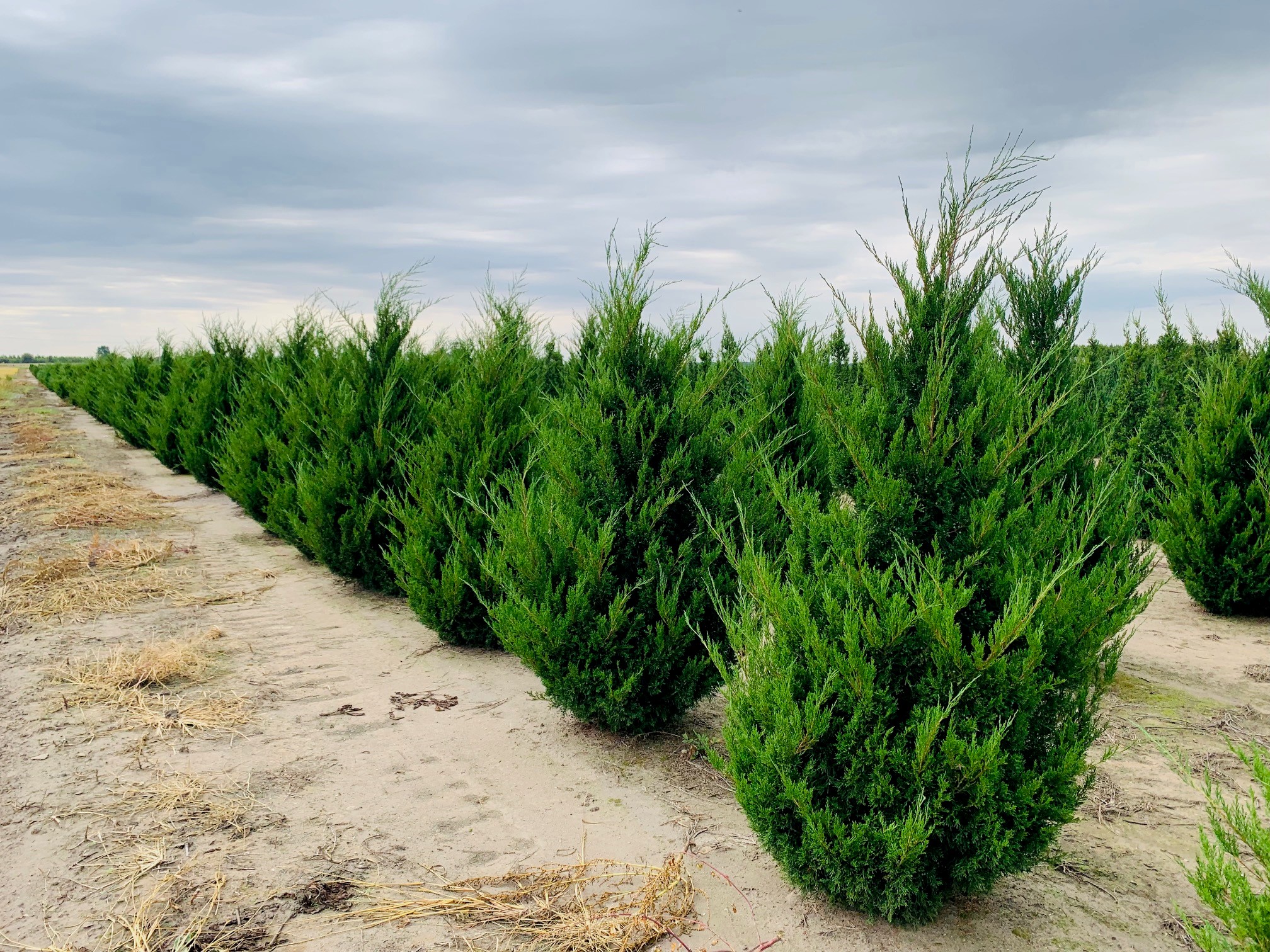 Juniperus virginiana 'Cupressifolia' Hillspire Juniper 