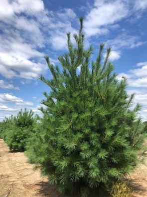 Pinus strobus Eastern White Pine 