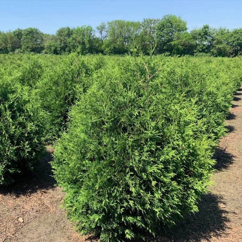 Thuja occidentalis Techny Arborvitae 