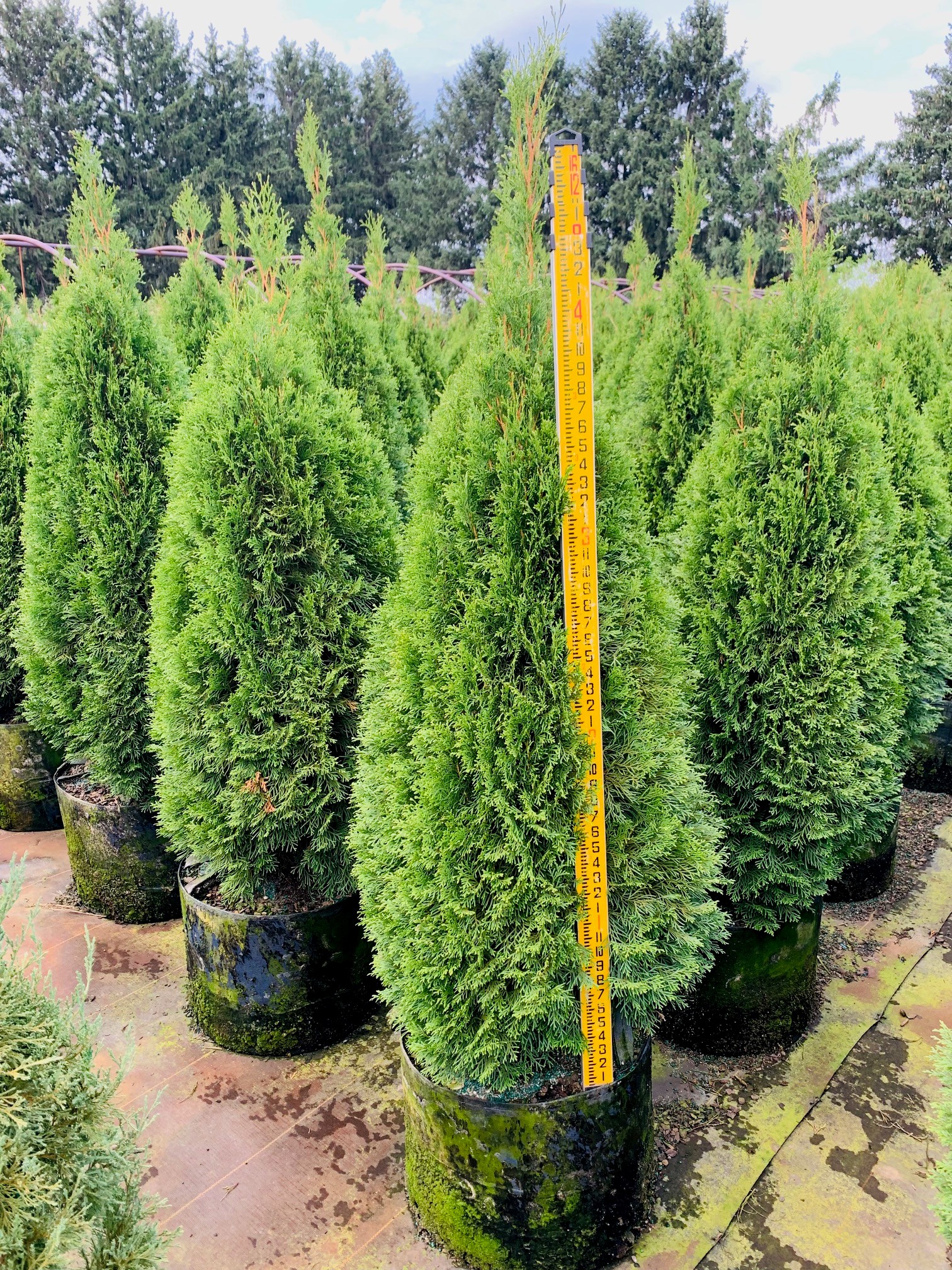 Thuja occidentalis 'Smaragd' Emerald Arborvitae 