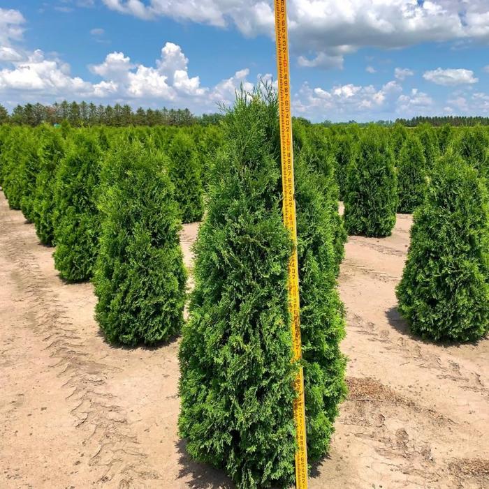 Thuja occidentalis 'Pyramidalis' Pyramidal Arborvitae 