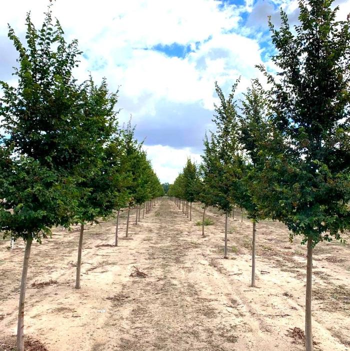 Ulmus carpinifolia v. parvifolia Frontier Elm 