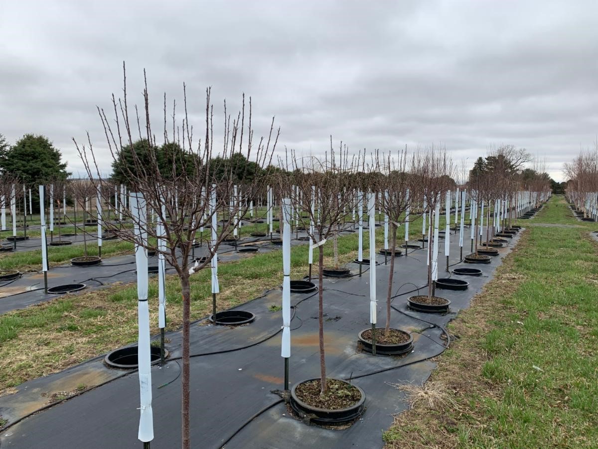 Malus 'Lollizam' Lollipop® Crabapple 