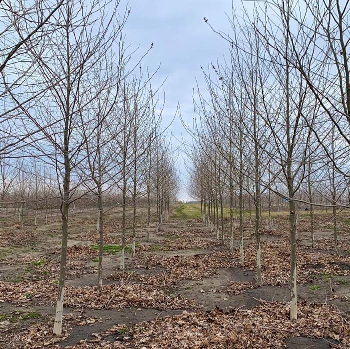 Platanus acerifolia 'Morton Circle' Exclamation!™ 