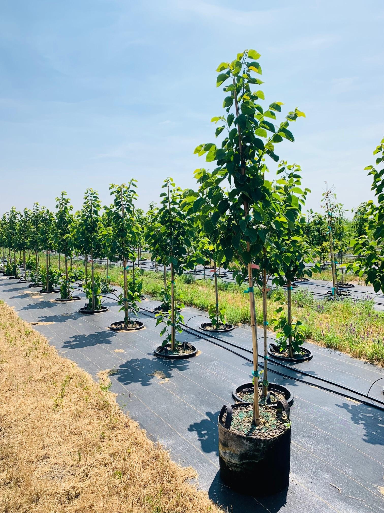 Tilia americana 'McKSentry' American Sentry® Linden 