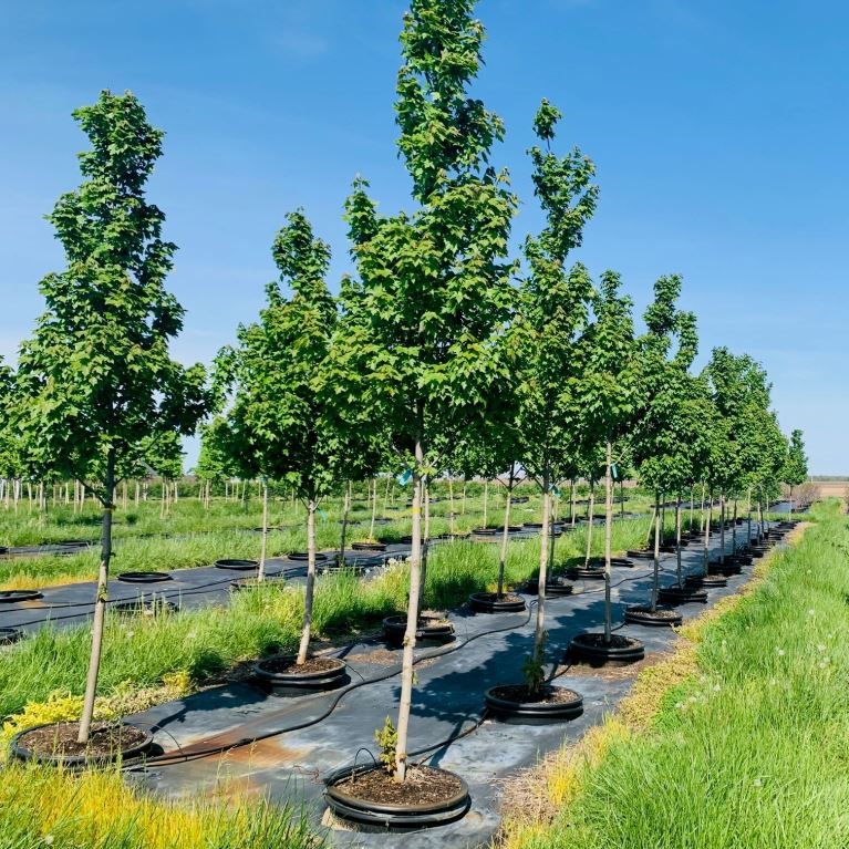 Acer rubrum 'Frank Jr.' <br> Redpointe® Red Maple JFS 