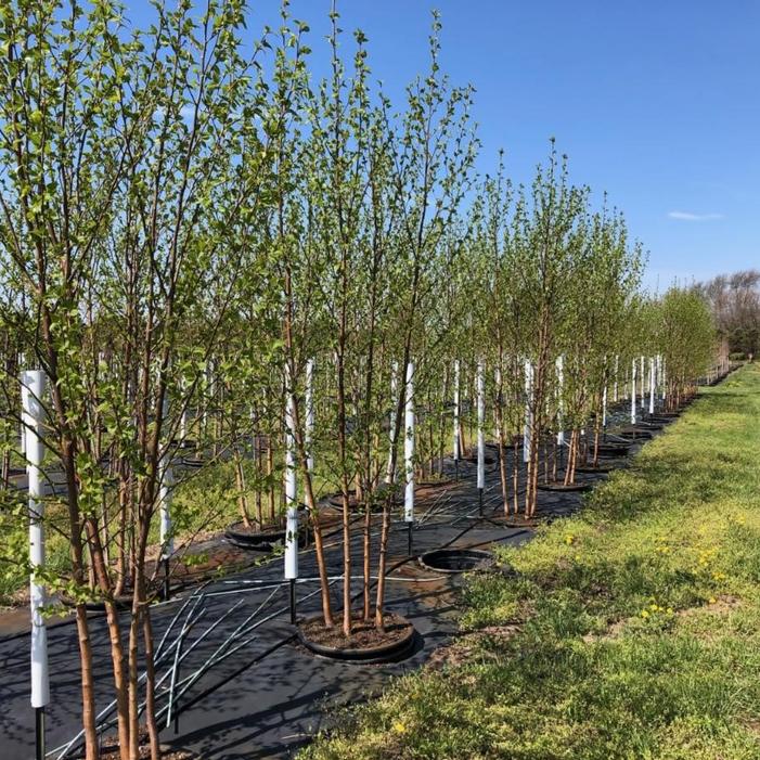 Betula papyrifera 'Oenci' Renaissance Oasis® Paper Birch 