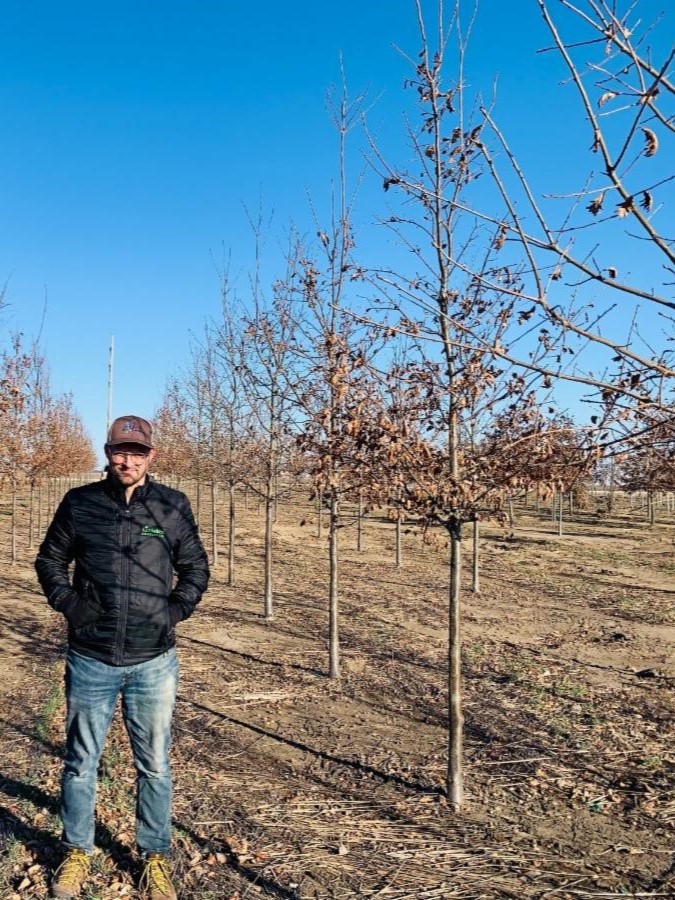 Quercus macdanielii 'Clemons' Heritage® Oak 