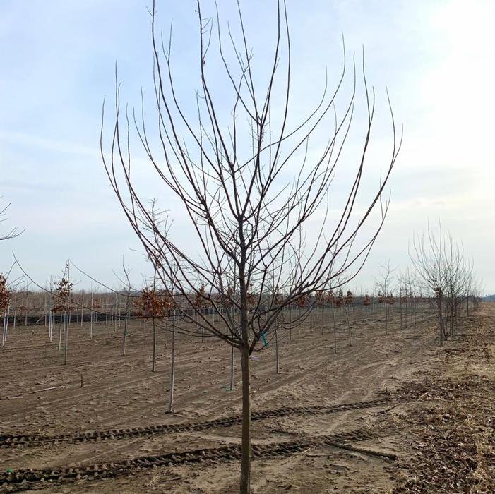 Celtis occidentalis Chicagoland Hackberry 