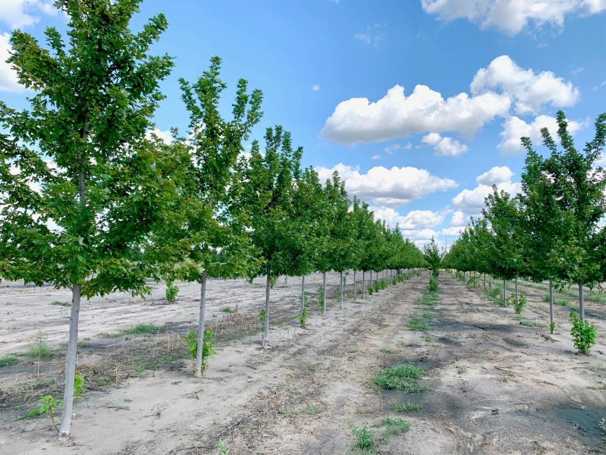 Acer freemanii 'Jeffersred' Autumn Blaze® Maple 