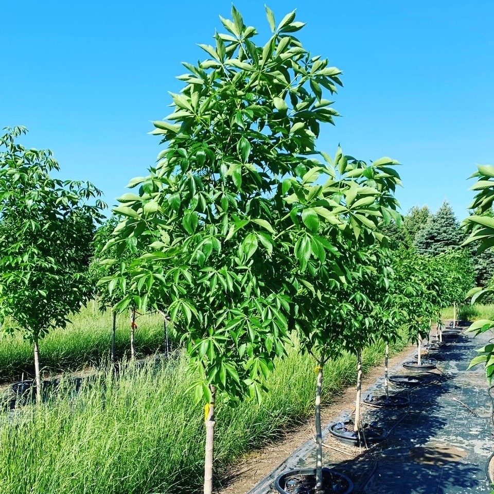 Aesculus arnoldiana Autumn Splendor Buckeye 