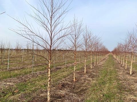 Betula nigra River Birch 